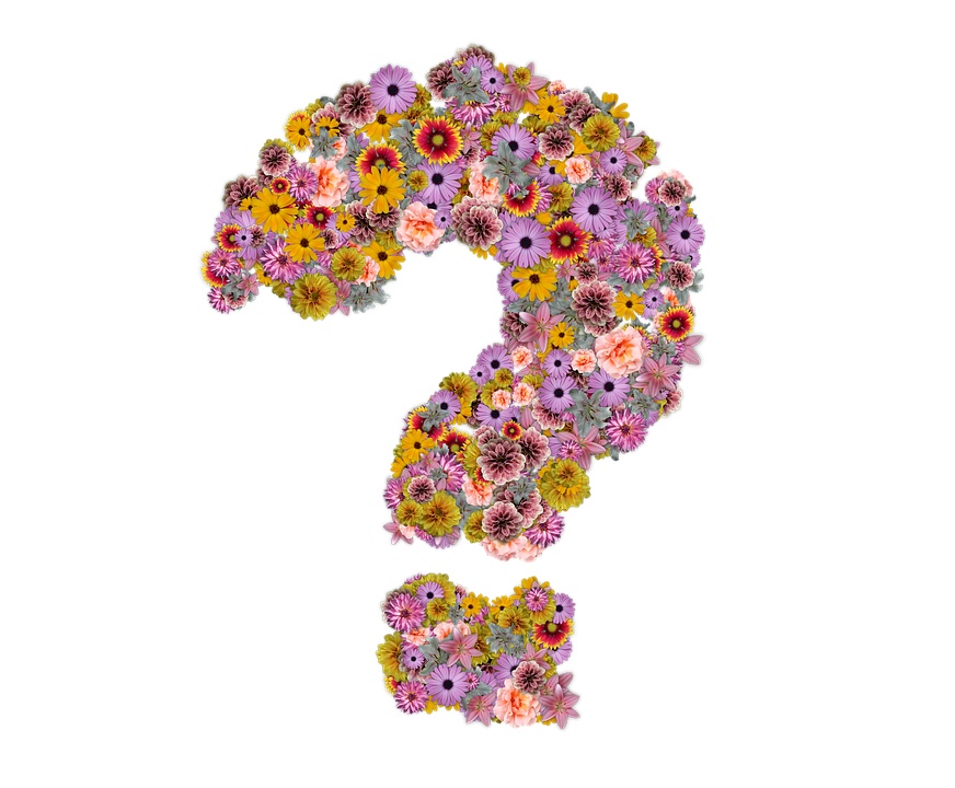 Flower question mark free from pixabay